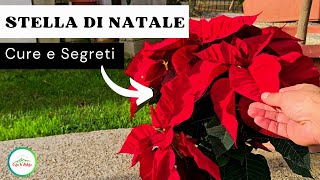 Stella Di NATALE - Le Principali Regole Per Coltivarla Al Meglio Appena La Portate in CASA