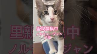 #里親募集中子猫アゴはネコ #ノルウェージャンフォレストキャット子猫 #ノルウェージャンフォレストキャット #cat