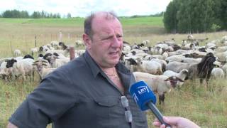 EBU Lithuania | Wolves damage Italian sheep farm