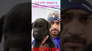 #S.P PET SHOP & DOG CARE CENTER#Zblack Labrador male full healthy9557941990 for new home