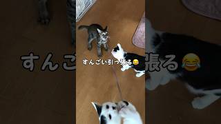 【保護猫】おもちゃをを独り占めするにゃんこ😹【殺処分反対/殺処分ゼロ】 #猫 #cats #shorts