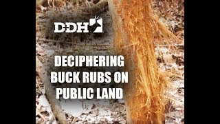 Deciphering Buck Rubs on Public Land | John Eberhart @deerhuntingmag