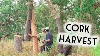 Cork Harvest