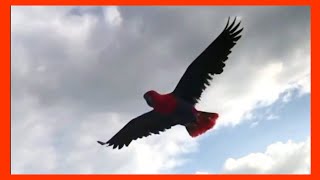 Eclectus Parrot Free Flight