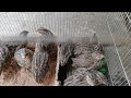 কোয়েল পাখি ছেলে ও মেয়ে চেনার উপায় quail bird is a way to male or female mostakim agro