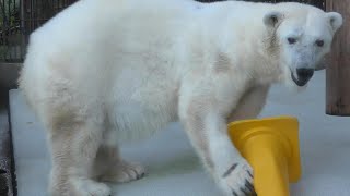 しろくまピースの恒例のコーン遊び♩とべ動物園にて