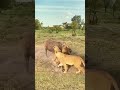 Bison vs  lion  animal strength contest, wild animals up close, confusing animal behavior