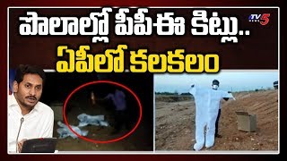 పొలాల్లో పీపీఈ కిట్లు.. ఏపీలో క‌ల‌క‌లం |  Anantapur kalyandurgam | CM YS Jagan | AP News | TV5 News