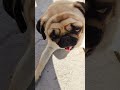 cute pugs 🥰 shorts viralshorts ytshorts doglover