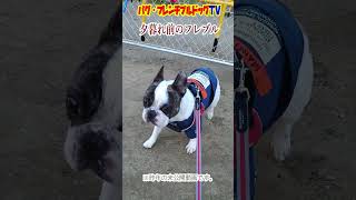 飼い主が気になる愛犬フレブル　フレンチブルドッグ『ぶーちゃん日記』