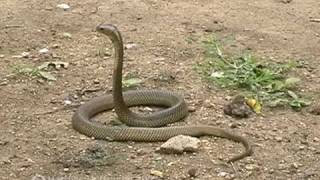 Speikobra auf Rinca, Spitting Cobra