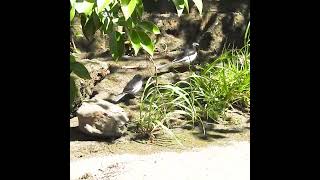 母に甘える鳥の赤ちゃんがかわいい【巣立ちヒナ】セグロセキレイJapanese Wagtail / Motacilla grandis