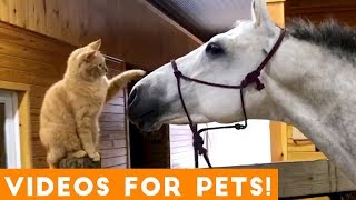 [1 HOUR] Best of the WEEK! Funny Pet s | September 2018