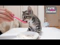 子猫が離乳食を完食することができました【保護子猫】