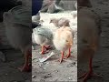 Wow cutie baby chicken || adorable beautiful baby || Cutie mama hen chicks video #shorts