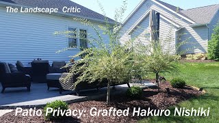 Landscape School TV  -  Patio Privacy-Grafted Hakuro Nishiki