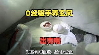 就在今天，闲鱼捡的玄凤蛋，入孵18天整，出壳啦，围观出壳瞬间