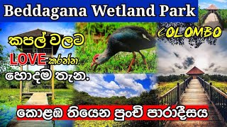 Beddagana wetland park | බැද්දගාන තෙත්බිම් උද්‍යානය | wetland park colombo | wetland park sri lanka