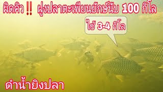 ผิดคิว‼️ ปลาตะเพียนยักษ์นับ100โล ดำน้ำยิงปลานิลยักษ์ ผิดคาด 1 ใน 100 #หมายนี้โคตรเด็ด