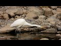 ダイサギの食事 ② 4k great egret