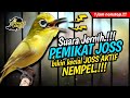 Masteran Kecial Kuning SUARA JERNIH‼️Ampuh Bikin Kecial JOSS AKTIF NEMPEL‼️| PEPADU KECIAL