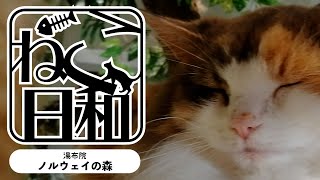 【猫カフェ】ノルウェージャンフォレストキャット祭り【湯布院】