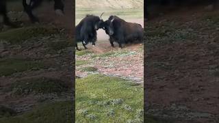 SKULL VS SKULL  | Wildest Yak Battle  #angry #tibetian #animals #wildanimals #yakfight #wildlife #