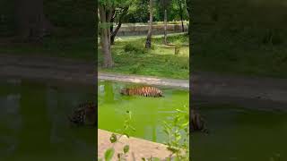 Nehru Zoological Park 🦁#zoo #nehruzoologicalpark #zoopark #nehru #hyderabad #animals #vlog #tiger