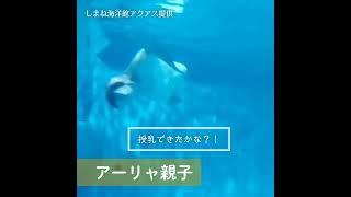 【シロイルカ日誌】アーリャ親子の遊泳　授乳シーンも？！#アクアス #シロイルカ #水族館 #赤ちゃん