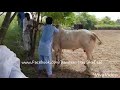 most angry athra fatehjangi bull at domail mandi fatehjang. 31 august 2018 friday