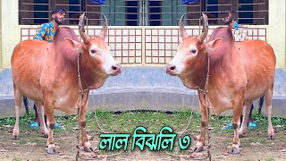 ★র‍্যাব ৩ লাল বিঝলী★ ছৈলা, ছাতক | অনেক সুন্দর একটি লড়াকো ষাঁড় | @SylhetiBisalMair