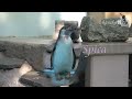 夢見ケ崎動物公園 フンボルトペンギン”スピカ”と”スモア”の近況