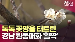 '봄이 왔어요'…'톡톡' 꽃망울 터트린 원동매화ㅣ#헬로tv뉴스