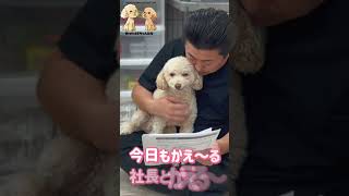 メイの歌【♪メイはいいの】作詞：さとマネ（笑）【明幸薬品株式会社】 #犬猫アテレコ #shorts