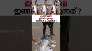 എന്തിനാണ് ഈ മീനുകളെ ഇങ്ങനെ ചെയ്യുന്നത് ?😳😲 #fishing #fish