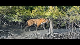 সুন্দরবনের ইতিহাস আর জানা অজানা তথ্য   ..........