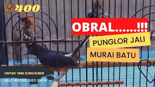 Obral Murah Selo Ageng Bird Shop