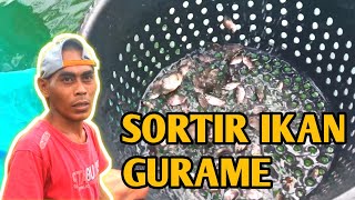 CARA SORTIR IKAN GURAME KECIL - BUDIDAYA GURAME