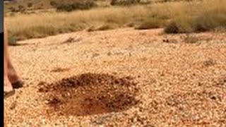 Pilbara Gold Nugget