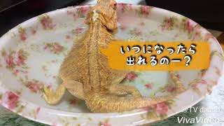 reptile☆フトアゴヒゲトカゲのお風呂タイム