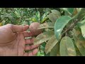 चिकू लागवड sapota plantation कालिपत्ति जात aaryanagari aarya agro farm chiku agriculture