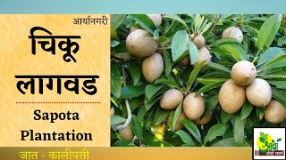 चिकू लागवड | Sapota Plantation | कालिपत्ति जात | Aaryanagari | Aarya Agro Farm | Chiku | Agriculture