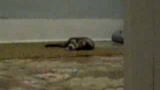 Tired Ferret