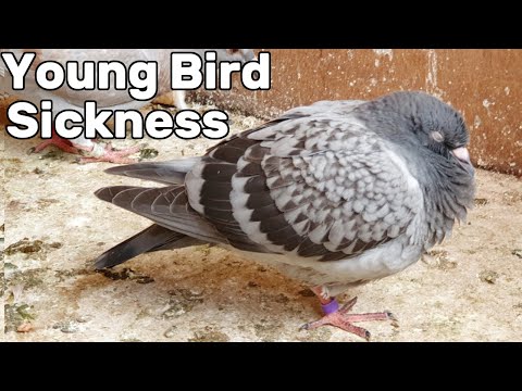 Can eating pigeon make you sick?