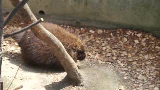 カナダヤマアラシのルーリーさん、木から下りる。　東山動植物園　2016.4.22