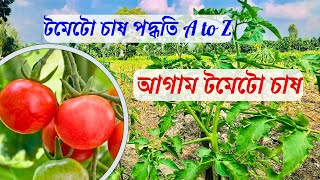 আগাম টমেটো চাষ, টমেটো চাষ পদ্ধতি A to Z, আধুনিক পদ্ধতিতে টমেটো চাষ।