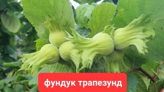 ✅Фундук ТРАПЕЗУНД 2,5кг з маленького деревця