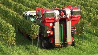 FENDT 208 VA-Vario mit ERO LS traction \u0026 LaCruz Entrapper