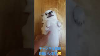 どうしてもお腹を撫でてほしい犬　＃いぬ　＃ワンちゃん　＃犬