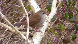 Cetti's Warbler Revisited